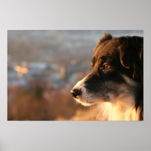 Poster de Cachorro Collie de Borda