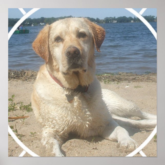 Poster de Cachorro do Retriever Labrador Amarelo (Frente)