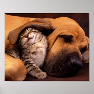 Poster de Cachorro e Gatinho