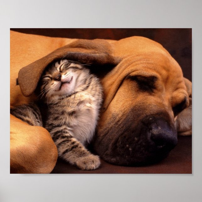 Poster de Cachorro e Gatinho (Frente)