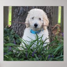Poster de Cachorro Goldendoodle