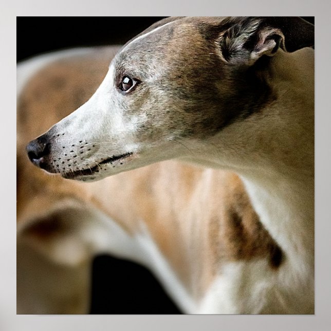 Poster de Cachorro Greyhound (Frente)