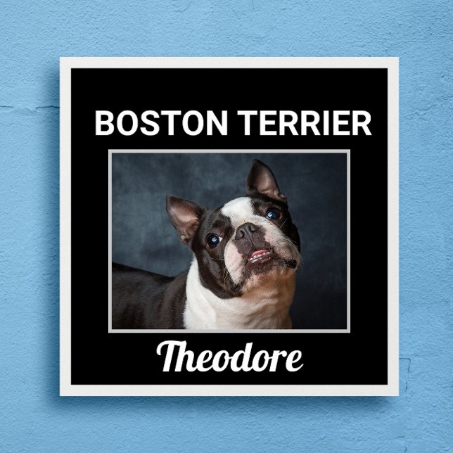 Poster de Cachorro Personalizado de Boston Terrier (Criador carregado)