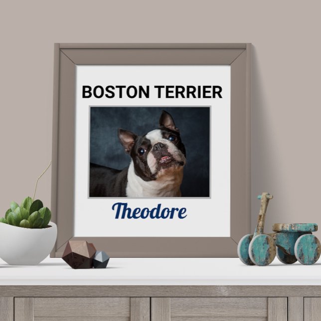 Poster de Cachorro Personalizado de Boston Terrier (Criador carregado)