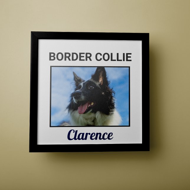 Poster de Cachorro Personalizado de Collie de Bord (Criador carregado)