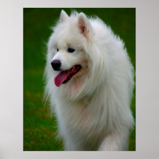 Poster de Cachorro Samoyed.
