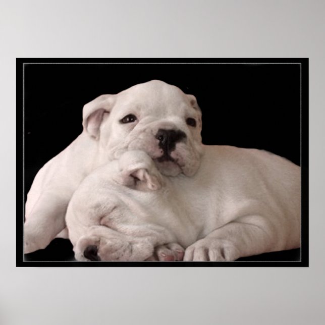 Poster de cachorros-do-mato (Frente)