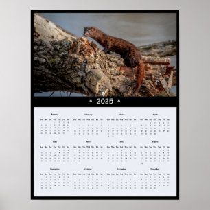 poster de Calendário da Mula Americana de 2025