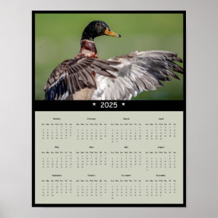 poster de Calendário da Parede do Pato Mallard 202