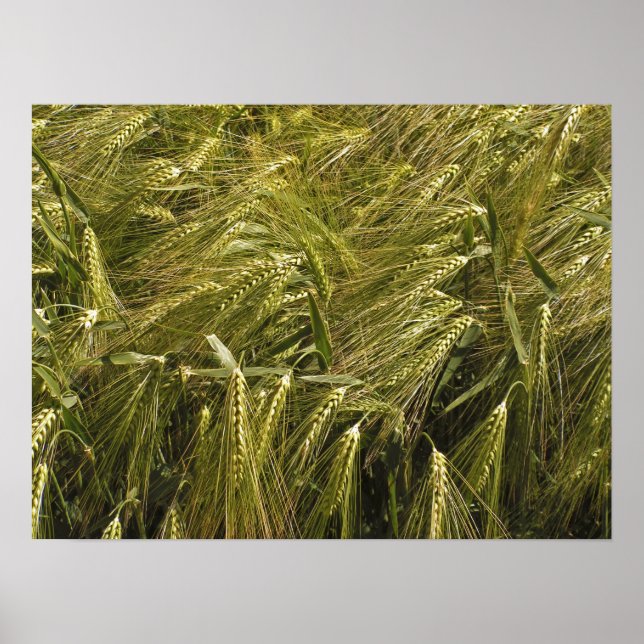 Poster de campo (Frente)