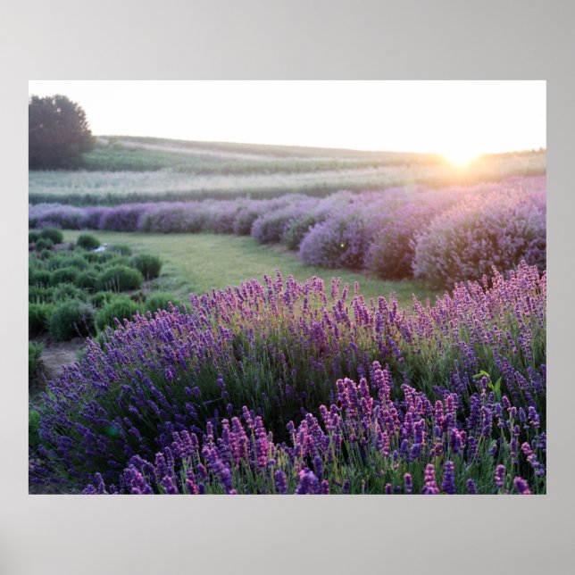 Poster de Campo das Flores de lavanda (Frente)
