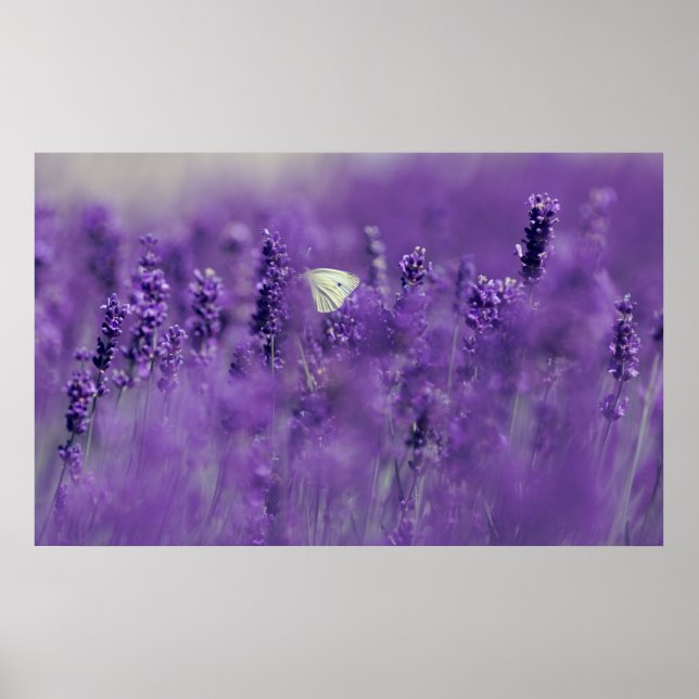 Poster de campo de lavanda (Frente)