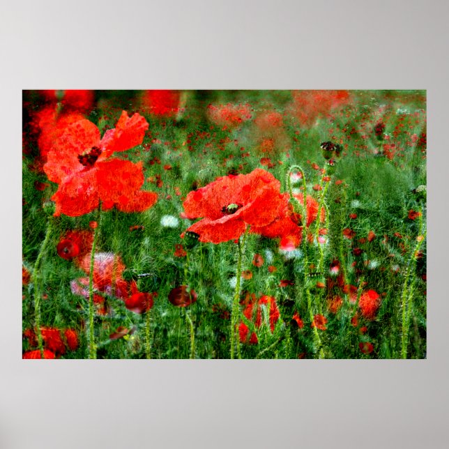Poster de Campo de Poppy (Frente)