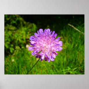 Poster de Campo Escroto