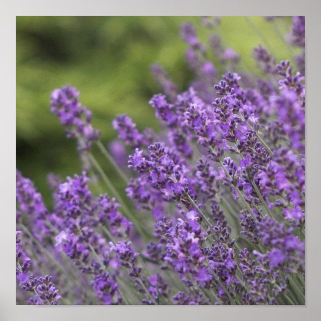 Poster de Campos de Lavanda bonito (Frente)