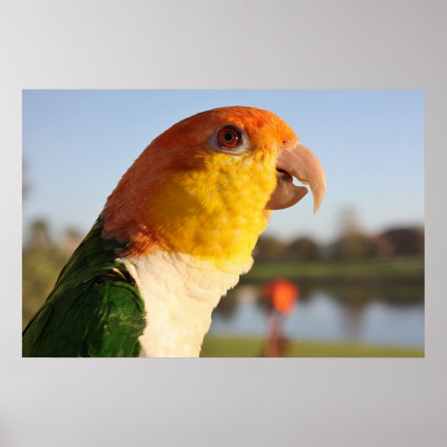 Poster de Cantor de Papagaio Caique Branco (Frente)