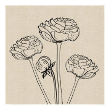 Poster de Canvas da da de Desenho Ranunculus
