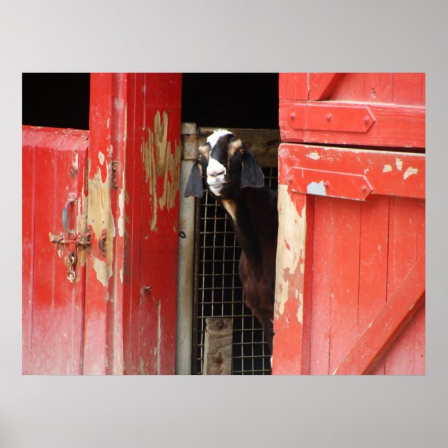 Poster de Capim Curioso (Frente)