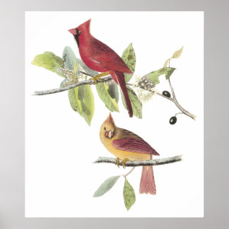Poster de Cardinal Audubon