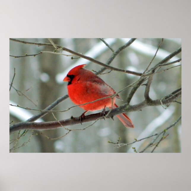 Poster de Cardinal Vermelho Inverno (Frente)