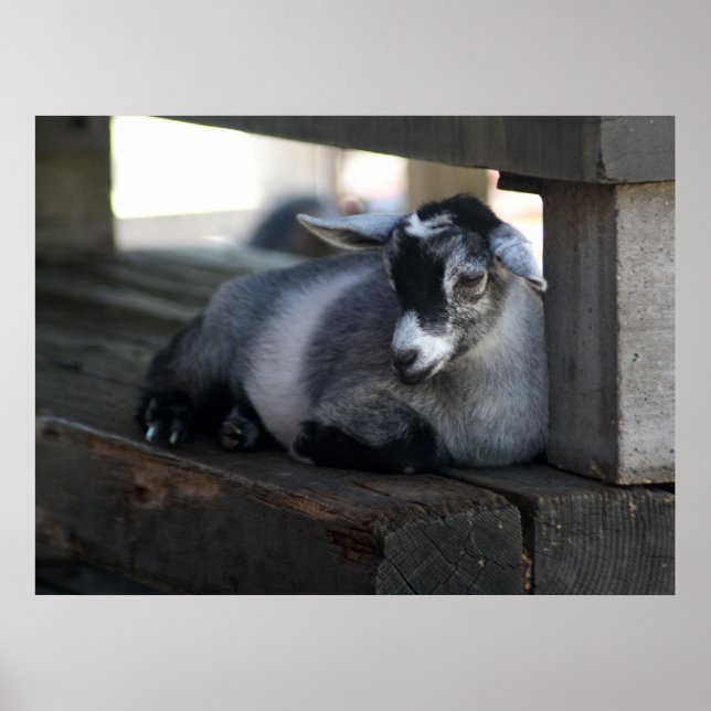 Poster de carne (Frente)