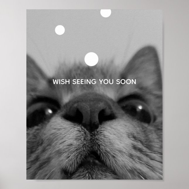 Poster de Cartão-postal de Gato Preto&Branco (Frente)