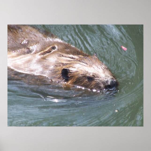 Poster de castor (Frente)