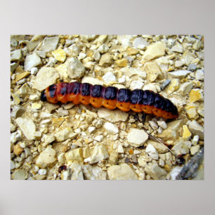 Poster de Caterpillar da traça da cabra