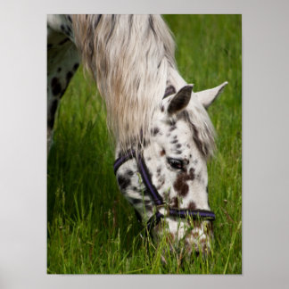 Poster de Cavalo de Leopard Appaloosa