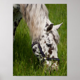 Poster de Cavalo de Leopardo Appaloosa