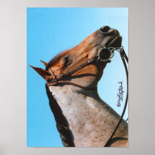 Poster de Cavalo do Quarto Oeste
