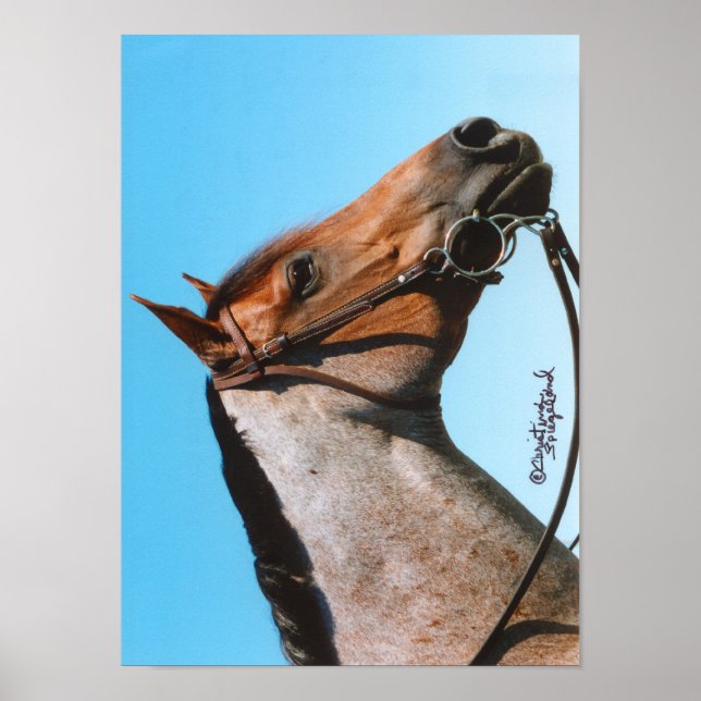 Poster de Cavalo do Quarto Oeste (Frente)