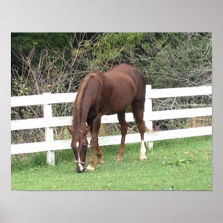 Poster de Cavalo: Grazing Saddlecriado Americano