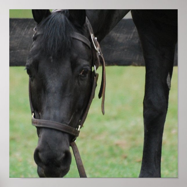 Poster de Cavalo Negro (Frente)