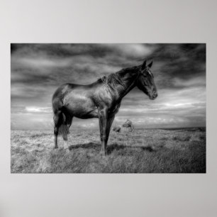Poster de Cavalo Negro
