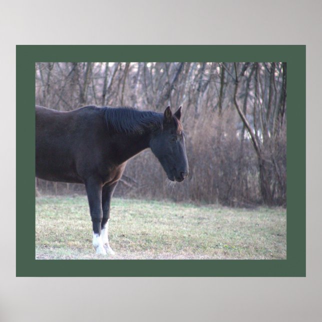 Poster de cavalos (Frente)