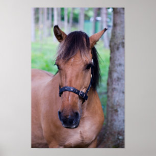 Poster de cavalos