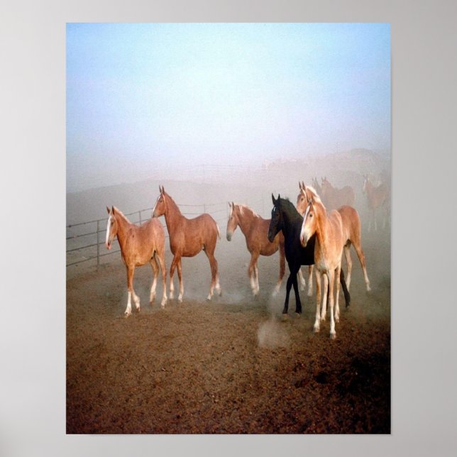 Poster de cavalos magníficos. (Frente)