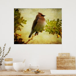 Poster de Cedar Waxwing Textuturado