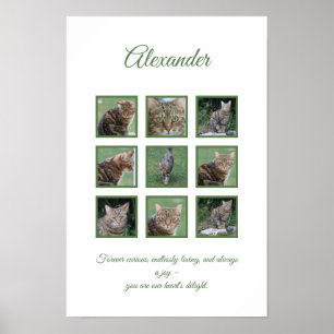 Poster de Celebração de Pet Personalizável