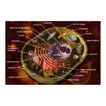Poster de células animais generalizadas