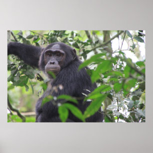 Poster de chimp
