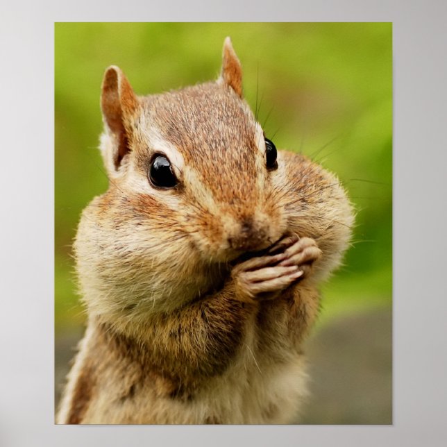 Poster de Chipmunk Cheeky (Frente)