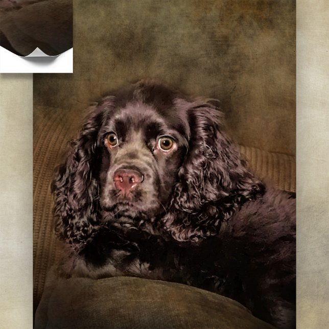 Poster de Chocolate Cocker Spaniel (Criador carregado)