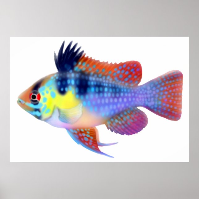 Poster de Cichlid de Anã Azul Alemão (Frente)
