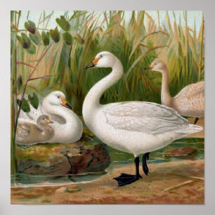 Pôster De "cisne Bewick "