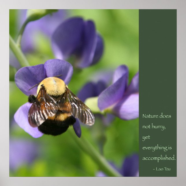 Poster de citação de Lao Tzu (Frente)