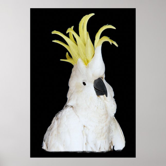 Poster de Cockatoo 24x36" (Frente)