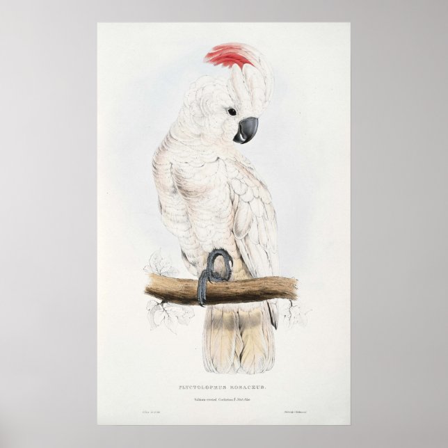 Poster de Cockatoo com creme de salmão (Frente)