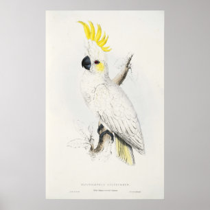 Poster de Cockatoo Penteado Amarelo